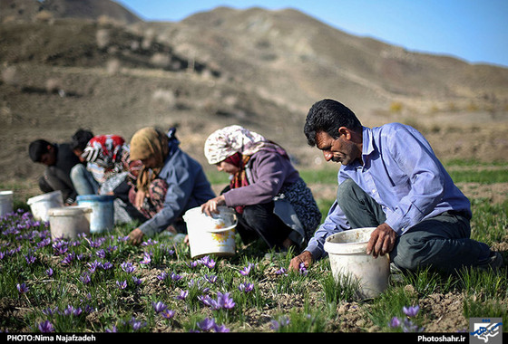 گزارش تصویری | برداشت زعفران | عکس : نیما نجف زاده / شهرآرا