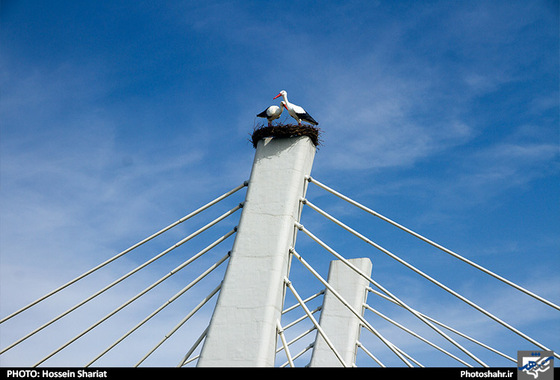 گزارش تصویری | المان های نوروزی در مشهد | عکس : حسین شریعت /شهرآرا