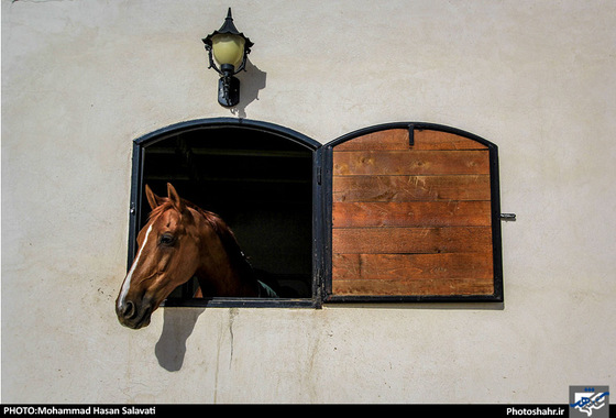 گزارش تصویری |  اولین دوره مسابقات پرش با اسب استان خراسان رضوی | عکس : محمد حسن صلواتی / شهرآرا