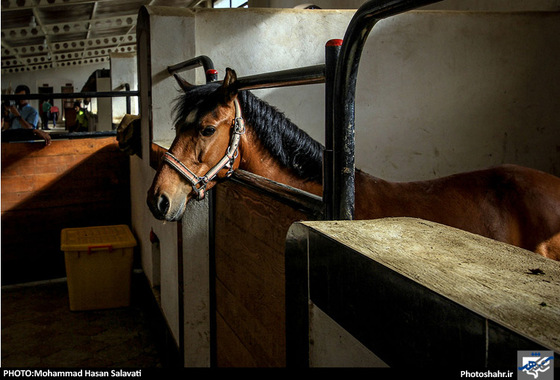 گزارش تصویری |  اولین دوره مسابقات پرش با اسب استان خراسان رضوی | عکس : محمد حسن صلواتی / شهرآرا