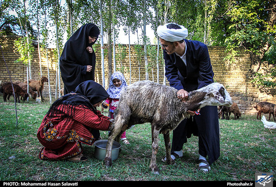 آقای بهادری در حال کمک به یکی از اهالی روستا در دوشیدن شیر گوسفندان 