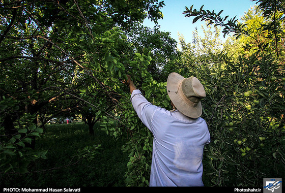بعضی از روزها آقای بهادری در باغ پدری اش به فعالیت کشاورزی مشغول می شود.
