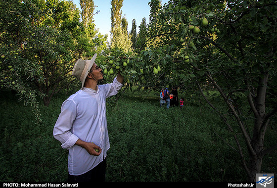 آقای بهادری می گوید این میوه های نعمت های خداوند است و باید قدر آنان را بدانیم .