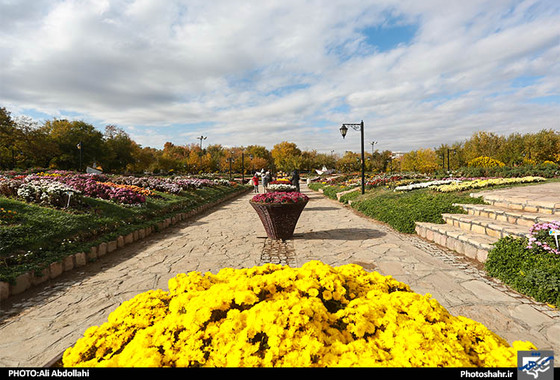 گلهای داودی مشهد
علی عبدالهی شهرارا