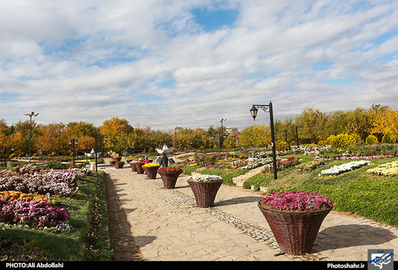 گلهای داودی مشهد
علی عبدالهی شهرارا