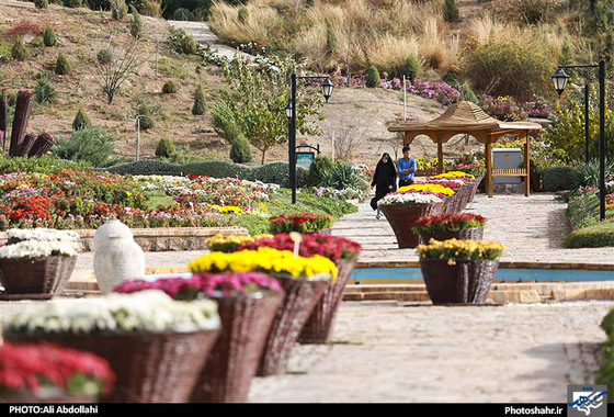 گلهای داودی مشهد
علی عبدالهی شهرارا