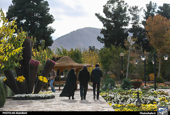 گلهای داودی مشهد
علی عبدالهی شهرارا
