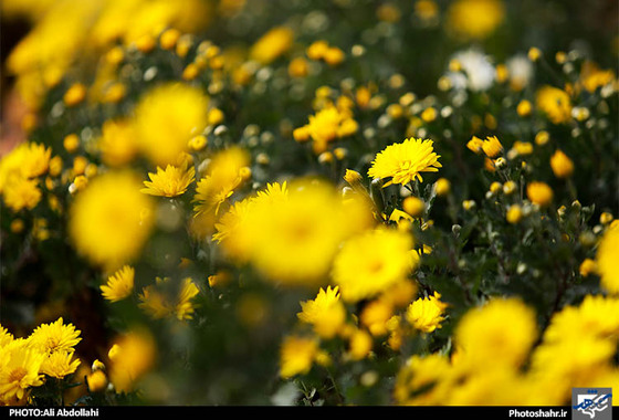 گلهای داودی مشهد
علی عبدالهی شهرارا