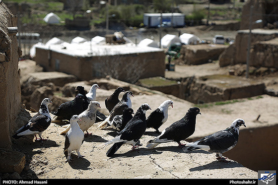 گزارش تصویری | روستای کلاته قدم 4 روز پس از زلزله | عکاس : احمد حسنی /شهرآرا