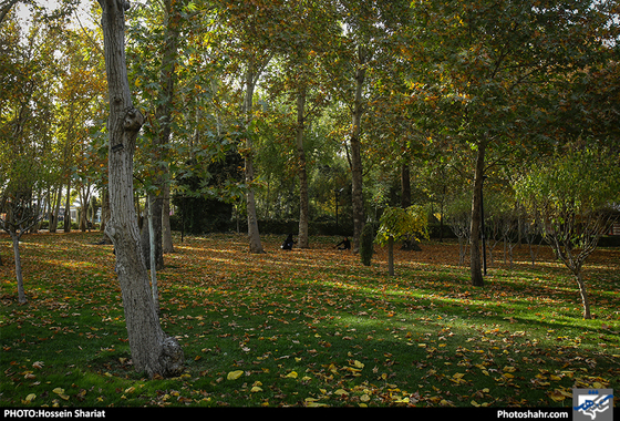 جلوه‌های پاییز در پارک ملت/ حسین شریعت