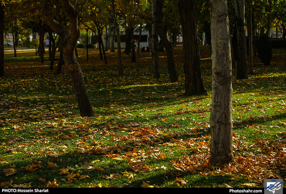 جلوه‌های پاییز در پارک ملت/ حسین شریعت