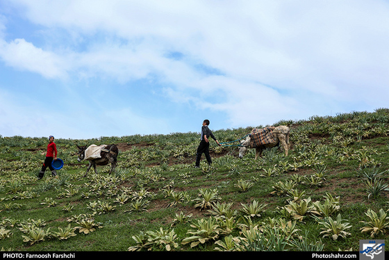 طبیعت بهاری "قله فرود" شهرستان کلات / عکس: فرنوش فرشچی / شهرآرا