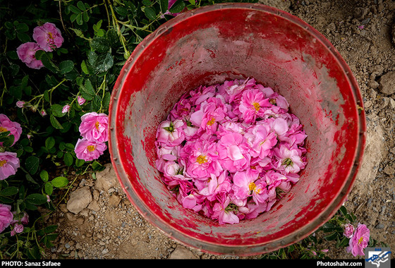 جشنواره برداشت گل های محمدی روستای فرخد / عکس: سانازصفائی / شهرآرا