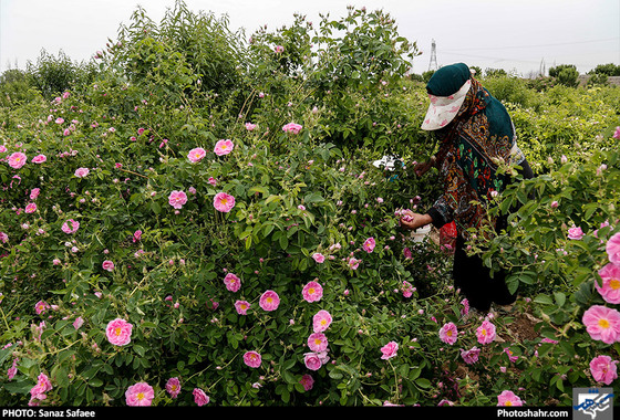 جشنواره برداشت گل های محمدی روستای فرخد / عکس: سانازصفائی / شهرآرا