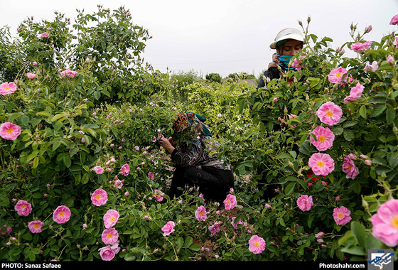 جشنواره برداشت گل های محمدی روستای فرخد / عکس: سانازصفائی / شهرآرا