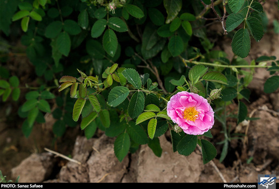 جشنواره برداشت گل های محمدی روستای فرخد / عکس: سانازصفائی / شهرآرا