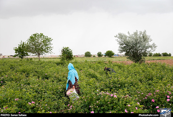 جشنواره برداشت گل های محمدی روستای فرخد / عکس: سانازصفائی / شهرآرا