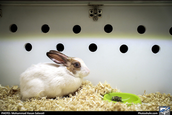 بیمارستان حیوانات / عکس: محمد حسن صلواتی / شهرآرا