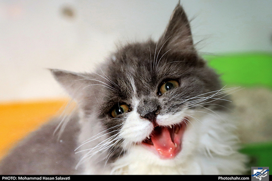 بیمارستان حیوانات / عکس: محمد حسن صلواتی / شهرآرا