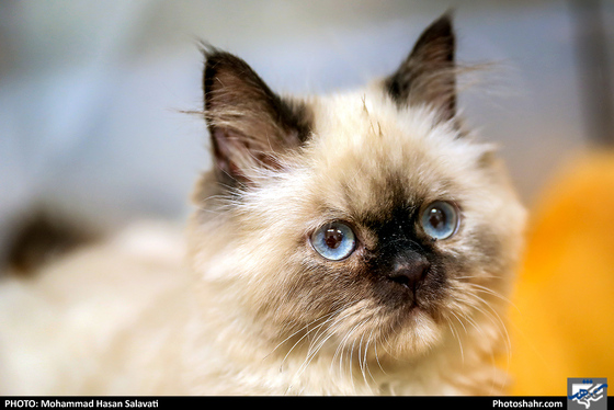 بیمارستان حیوانات / عکس: محمد حسن صلواتی / شهرآرا
