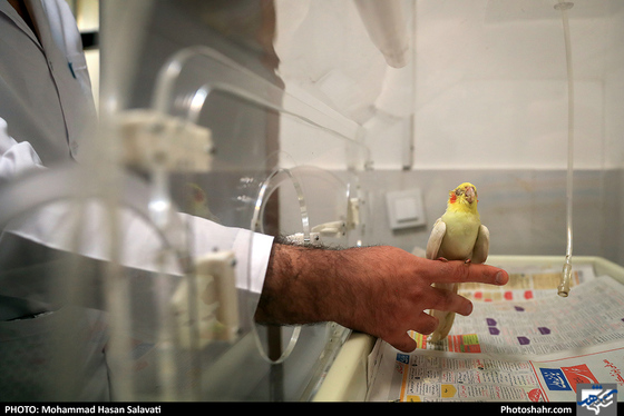 بیمارستان حیوانات / عکس: محمد حسن صلواتی / شهرآرا