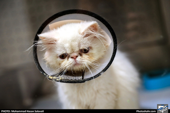 بیمارستان حیوانات / عکس: محمد حسن صلواتی / شهرآرا