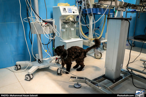 بیمارستان حیوانات / عکس: محمد حسن صلواتی / شهرآرا