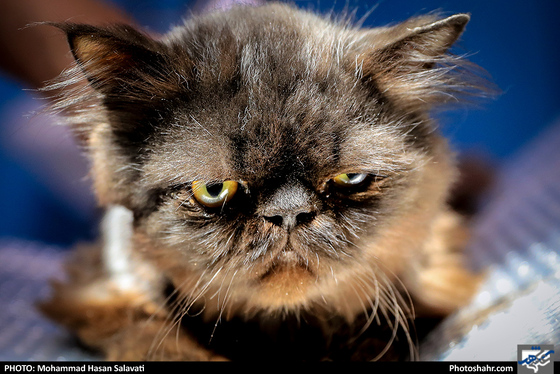 بیمارستان حیوانات / عکس: محمد حسن صلواتی / شهرآرا