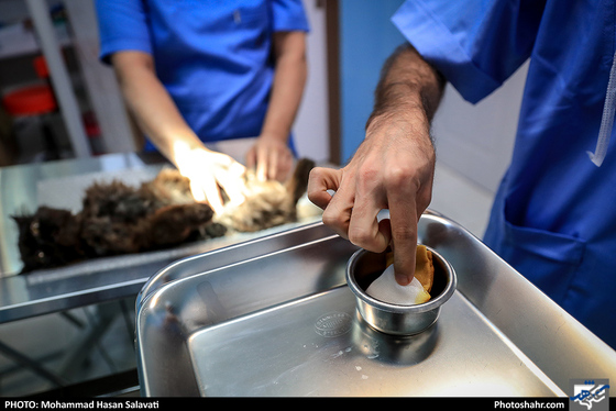 بیمارستان حیوانات / عکس: محمد حسن صلواتی / شهرآرا