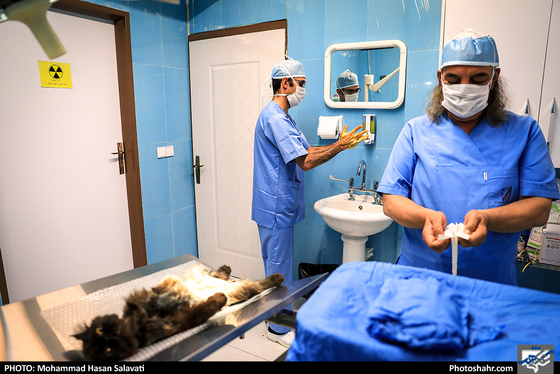 بیمارستان حیوانات / عکس: محمد حسن صلواتی / شهرآرا