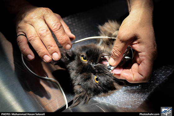 بیمارستان حیوانات / عکس: محمد حسن صلواتی / شهرآرا