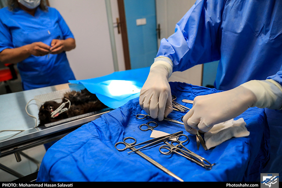 بیمارستان حیوانات / عکس: محمد حسن صلواتی / شهرآرا