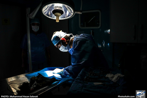 بیمارستان حیوانات / عکس: محمد حسن صلواتی / شهرآرا