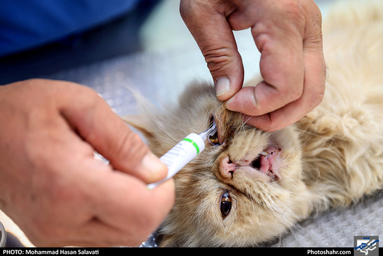 بیمارستان حیوانات / عکس: محمد حسن صلواتی / شهرآرا