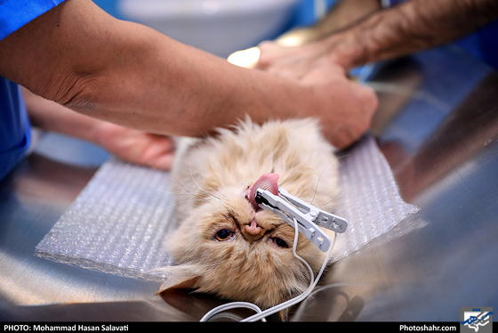 بیمارستان حیوانات / عکس: محمد حسن صلواتی / شهرآرا