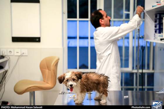 بیمارستان حیوانات / عکس: محمد حسن صلواتی / شهرآرا