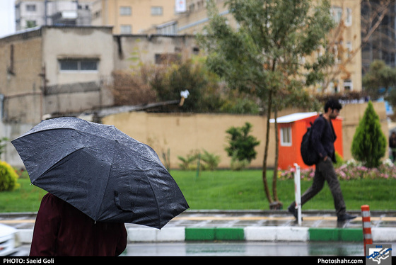 بارش باران در مشهد / عکس: سعید گلی / شهرآرا