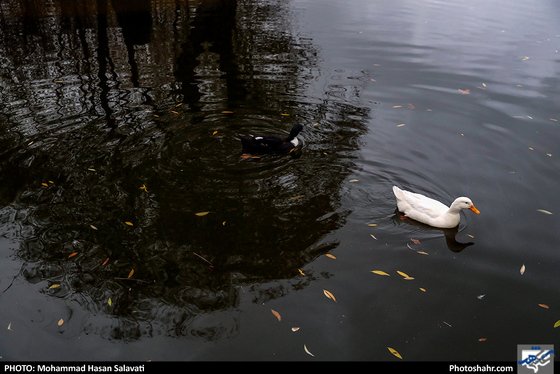عصر بارانی / عکس: محمد حسن صلواتی / شهرآرا