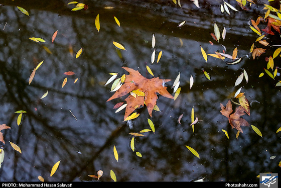عصر بارانی / عکس: محمد حسن صلواتی / شهرآرا
