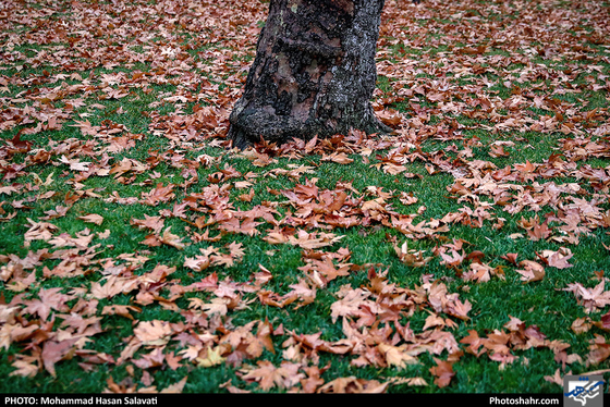 عصر بارانی / عکس: محمد حسن صلواتی / شهرآرا