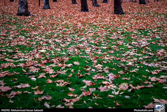 عصر بارانی / عکس: محمد حسن صلواتی / شهرآرا
