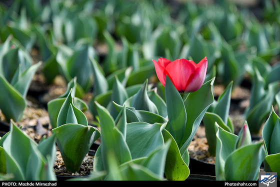 در آستانه‌ی بهار