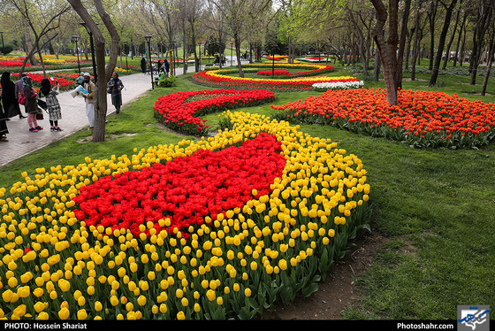 جشنواره گلهای پیازی در بوستان ملت مشهد- عکاس: حسین شریعت/ شهرآرا