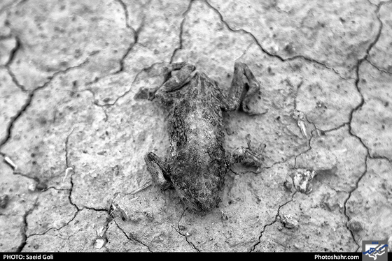 فروچاله- عکاس: سعید گلی/ شهرآرا