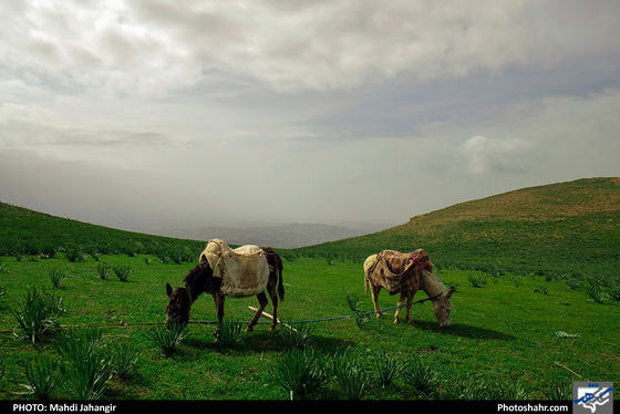 طبیعت «کلات» - عکاس: مهدی جهانگیر / شهرآرا