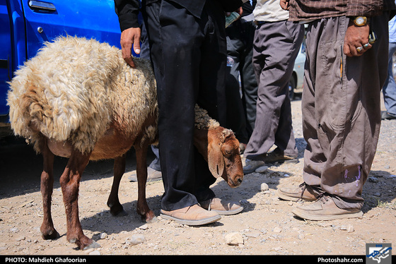 بازار دام در روز عید قربان