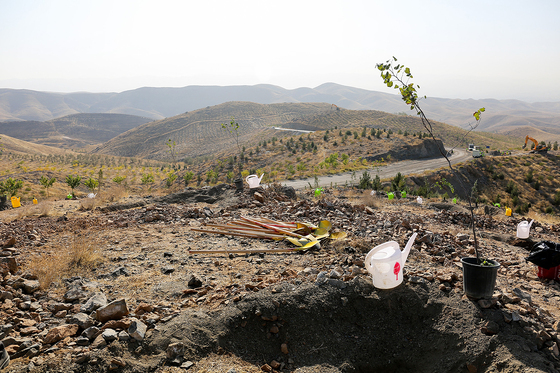 آغاز عملیات اجرایی توسعه درختکاری و شبکه آبیاری در عرصه‎های کمربند سبز جنوبی