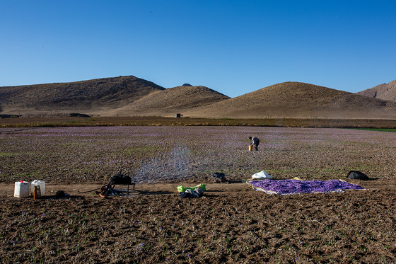 سرزمین طلای سرخ