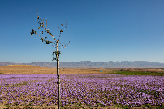 سرزمین طلای سرخ