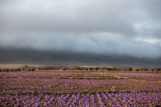 سرزمین طلای سرخ